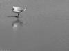 An Alone Seagull